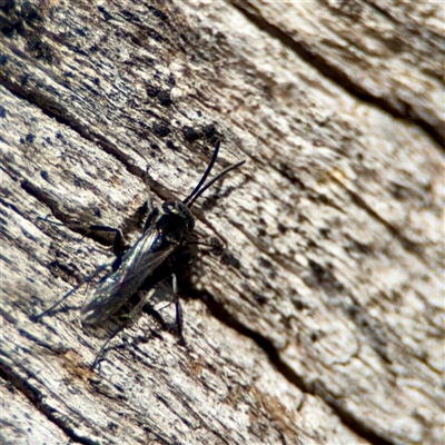 Apocrita (suborder) at Ainslie, ACT - 16 Nov 2025 by Hejor1