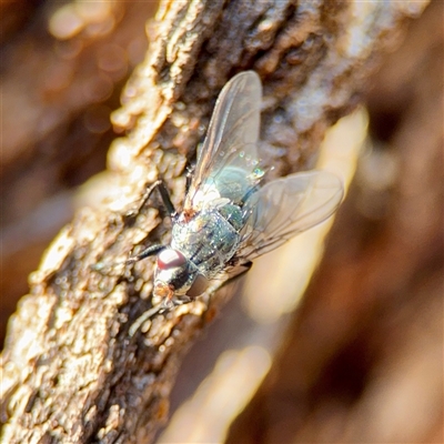 Calliphora sp. (genus) at Campbell, ACT - 16 Nov 2025 by Hejor1