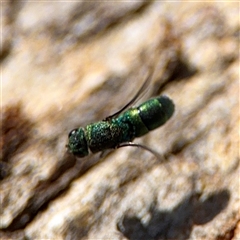 Chrysididae (family) (Cuckoo wasp or Emerald wasp) at Campbell, ACT - 16 Nov 2025 by Hejor1