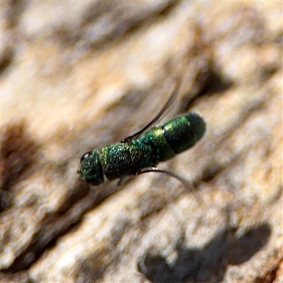 Chrysididae (family) (Cuckoo wasp or Emerald wasp) at Campbell, ACT - 16 Nov 2025 by Hejor1