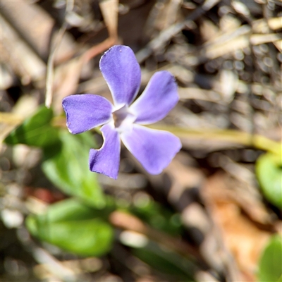 Vinca major (Blue Periwinkle) at Campbell, ACT - 16 Nov 2025 by Hejor1