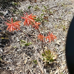 Aloe sp. at Campbell, ACT - 16 Nov 2025 by Hejor1