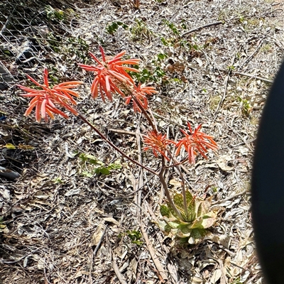 Aloe sp. at Campbell, ACT - 16 Nov 2025 by Hejor1