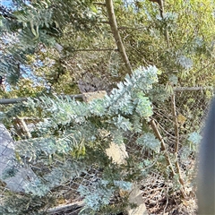 Acacia baileyana (Cootamundra Wattle, Golden Mimosa) at Campbell, ACT - 16 Nov 2025 by Hejor1