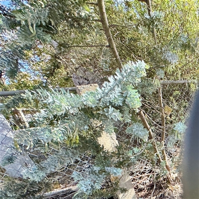 Acacia baileyana (Cootamundra Wattle, Golden Mimosa) at Campbell, ACT - 16 Nov 2025 by Hejor1