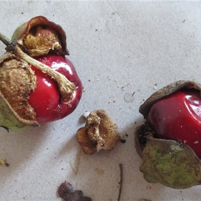Peripentadenia phelpsii at Syndicate, QLD - 29 Jan 2015 by JasonPStewart