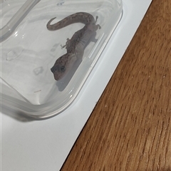 Christinus marmoratus (Southern Marbled Gecko) at Pialligo, ACT - 16 Nov 2025 by hyperchlorinated