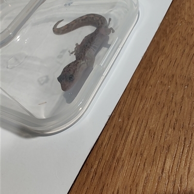 Christinus marmoratus (Southern Marbled Gecko) at Pialligo, ACT - 16 Nov 2025 by hyperchlorinated