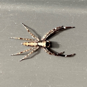 Helpis sp. (genus) (Unidentified Bronze Jumping Spider) at Gordon, ACT - Yesterday by GG