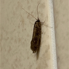 Opogona omoscopa (Detritus Moth) at Gordon, ACT - 15 Nov 2025 by GG