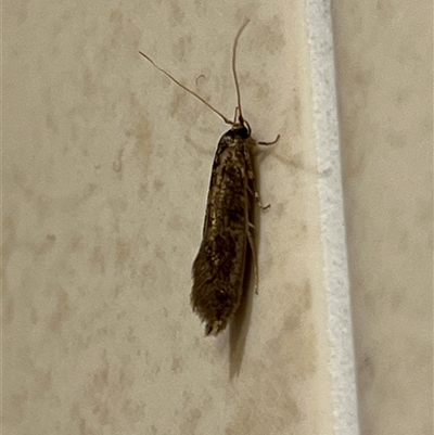 Opogona omoscopa (Detritus Moth) at Gordon, ACT - 15 Nov 2025 by GG