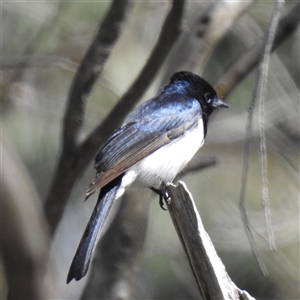 Myiagra cyanoleuca (Satin Flycatcher) at Paddys River, ACT - 16 Nov 2025 by HelenCross
