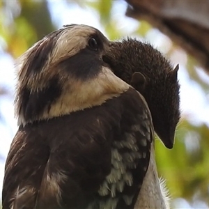 Isoodon obesulus obesulus at Paddys River, ACT - Yesterday by HelenCross