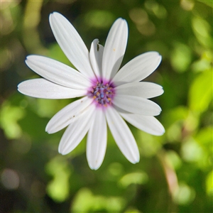 Dimorphotheca ecklonis at Campbell, ACT - Today by Hejor1