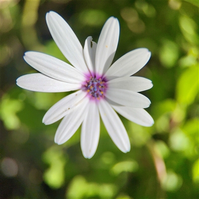 Dimorphotheca ecklonis (South African Daisy) at Campbell, ACT - 16 Nov 2025 by Hejor1