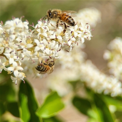 Apis mellifera (European honey bee) at Campbell, ACT - 16 Nov 2025 by Hejor1