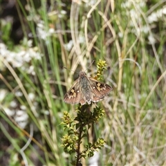 Trapezites phigalioides at Rendezvous Creek, ACT - 16 Nov 2025 by DavidDedenczuk