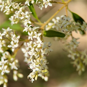 Ligustrum sp. at Campbell, ACT - Today by Hejor1