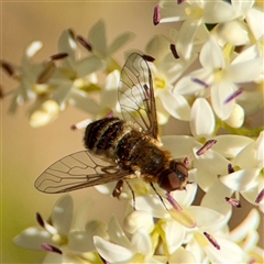 Bombyliidae (family) at Ainslie, ACT - 16 Nov 2025 by Hejor1