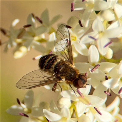 Bombyliidae (family) at Ainslie, ACT - 16 Nov 2025 by Hejor1