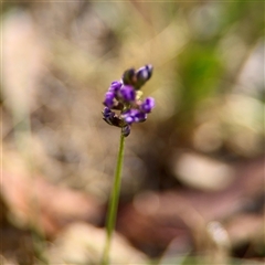 Cullen tenax (Tough Scurf-Pea) at Campbell, ACT - 16 Nov 2025 by Hejor1