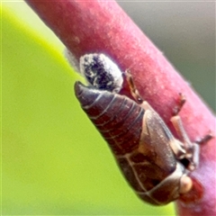 Eurymelinae (subfamily) at Ainslie, ACT - 16 Nov 2025 by Hejor1