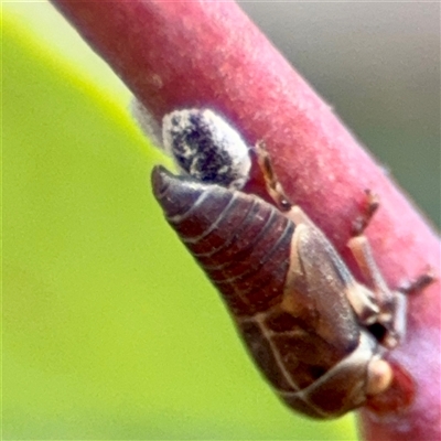 Eurymelinae (subfamily) at Ainslie, ACT - 16 Nov 2025 by Hejor1