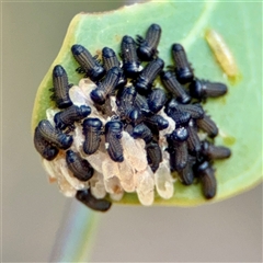 Paropsini sp. (tribe) (Unidentified paropsine leaf beetle) at Campbell, ACT - 16 Nov 2025 by Hejor1