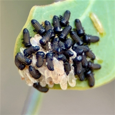 Paropsini sp. (tribe) (Unidentified paropsine leaf beetle) at Campbell, ACT - 16 Nov 2025 by Hejor1