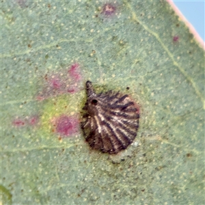 Spondyliaspis plicatuloides at Campbell, ACT - Yesterday by Hejor1