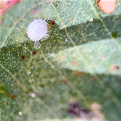 Glycaspis sp. (genus) at Campbell, ACT - 16 Nov 2025 by Hejor1