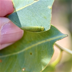 Paropsini sp. (tribe) at Campbell, ACT - 16 Nov 2025 by Hejor1