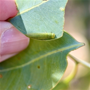 Paropsini sp. (tribe) at Campbell, ACT - Yesterday by Hejor1
