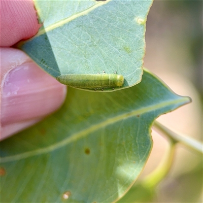 Paropsini sp. (tribe) at Campbell, ACT - 16 Nov 2025 by Hejor1