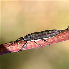 Rhinotia sp. (genus) at Campbell, ACT - 16 Nov 2025 by Hejor1