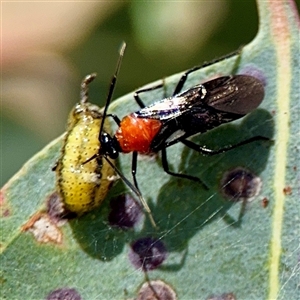 Trilaccus mimeticus (Braconid-mimic plant bug) at Campbell, ACT - Yesterday by Hejor1