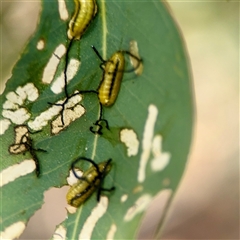Gonipterini sp. (tribe) (A weevil) at Campbell, ACT - 16 Nov 2025 by Hejor1