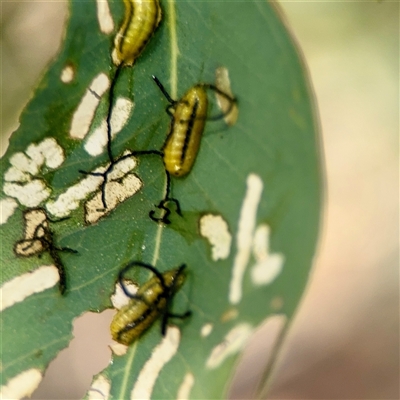 Gonipterini sp. (tribe) (A weevil) at Campbell, ACT - 16 Nov 2025 by Hejor1
