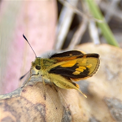 Ocybadistes walkeri at Campbell, ACT - 16 Nov 2025 by Hejor1