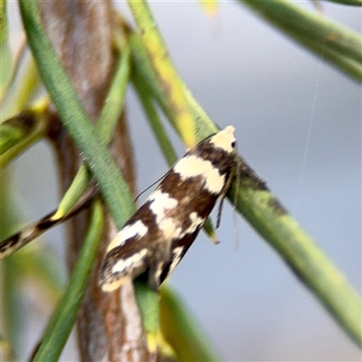 Macrobathra (genus) at Campbell, ACT - 16 Nov 2025 by Hejor1
