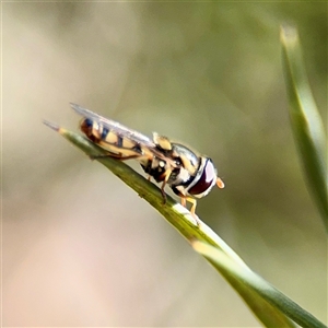 Simosyrphus grandicornis (Common hover fly) at Ainslie, ACT - Yesterday by Hejor1