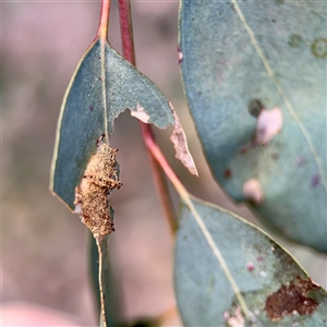 Hypertrophidae (family) (Unidentified Twig Moth) at Ainslie, ACT - Yesterday by Hejor1