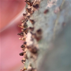 Eucalyptus insect gall at Ainslie, ACT - Yesterday by Hejor1