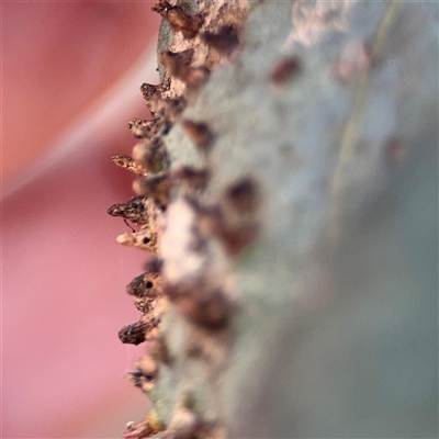 Eucalyptus insect gall at Ainslie, ACT - Yesterday by Hejor1