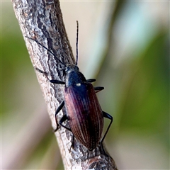 Tenebrionidae (family) at Campbell, ACT - 16 Nov 2025 by Hejor1