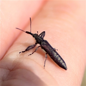 Rhinotia sp. (genus) at Ainslie, ACT - Yesterday by Hejor1