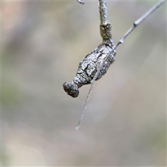 Apiomorpha sp. (genus) (A gall forming scale) at Campbell, ACT - 16 Nov 2025 by Hejor1