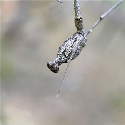 Apiomorpha sp. (genus) (A gall forming scale) at Campbell, ACT - 16 Nov 2025 by Hejor1