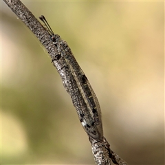 Bandidus sp. (genus) at Campbell, ACT - 16 Nov 2025 by Hejor1