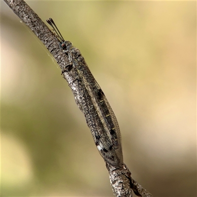 Bandidus sp. (genus) at Campbell, ACT - 16 Nov 2025 by Hejor1